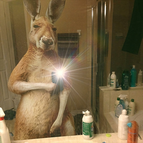 Kangaroo base